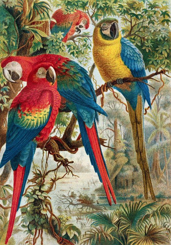 Macaws, plate from Brehms Tierleben: Allgemeine Kunde des Tierreichs, vol.5, p.60, published by Bibl from German School, (19th century)