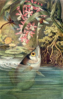 Archerfish, plate from Brehms Tierleben: Allgemeine Kunde des Tierreichs, vol.8, p.49, published by from German School, (19th century)