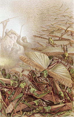 Swarm of Migratory Locusts, plate from Brehms Tierleben: Allgemeine Kunde des Tierreichs, vol.9, p.5 from German School, (19th century)