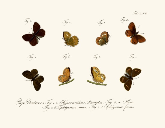 Butterflies from German School, (18th century)