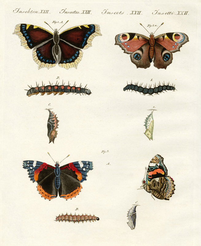 Butterflies -- birds of day from German School, (19th century)