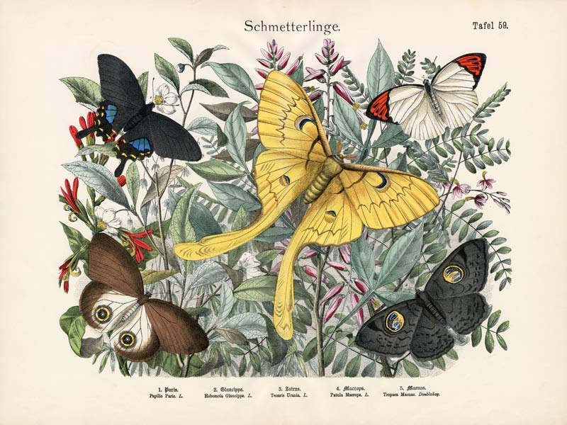 Butterflies, c.1860 from German School, (19th century)