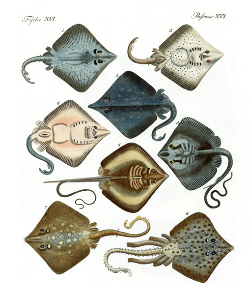 Different kinds of rays from German School, (19th century)
