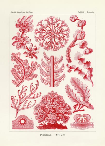 Florideae or Rhodophyceae from German School, (19th century)