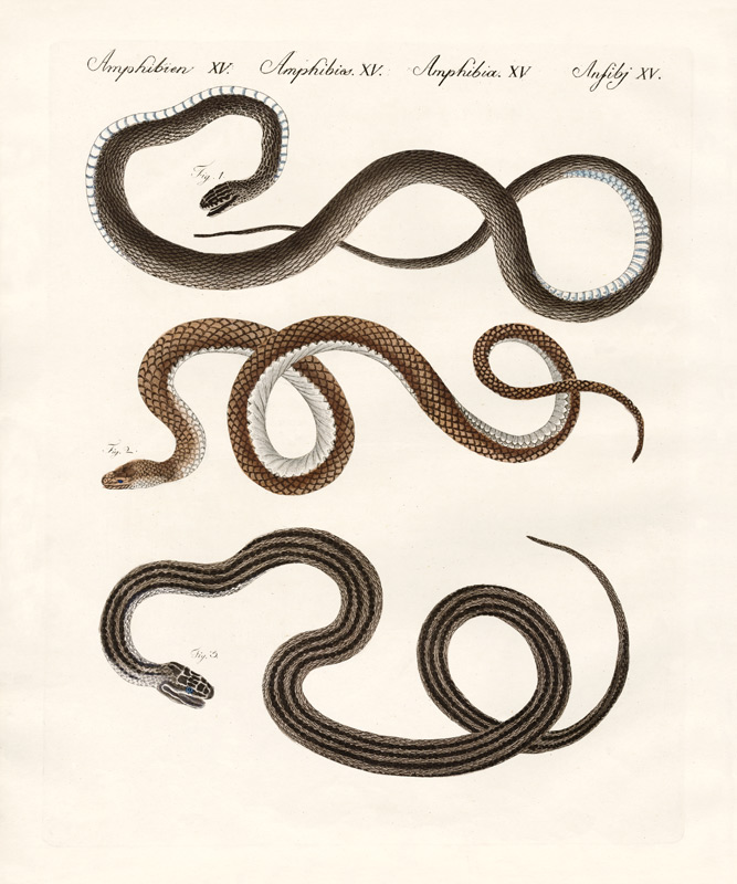Harmless snake from German School, (19th century)