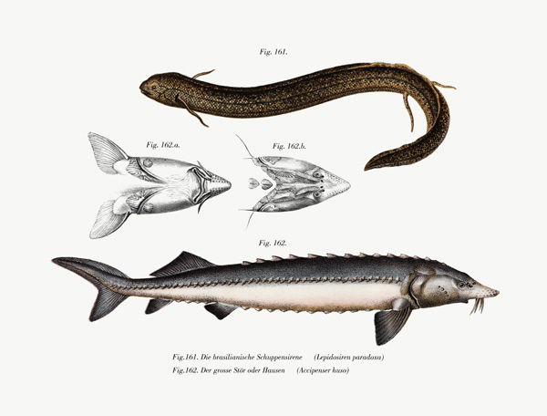 South American Lungfish from German School, (19th century)