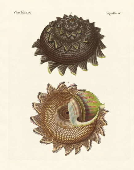 A rare mollusk shell of the South Sea from German School, (19th century)