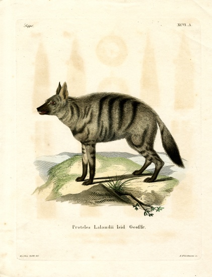 Aardwolf from German School, (19th century)