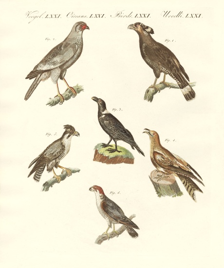 African birds from German School, (19th century)