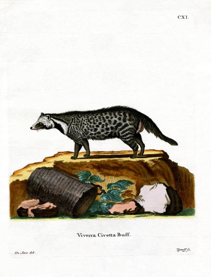 African Civet from German School, (19th century)