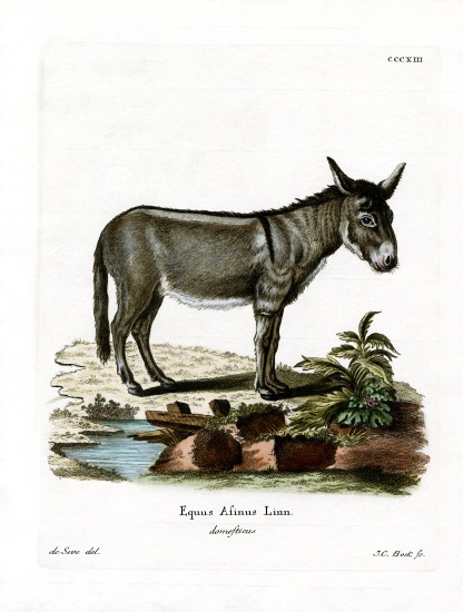 African Wild Ass from German School, (19th century)