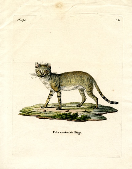 African Wild Cat from German School, (19th century)