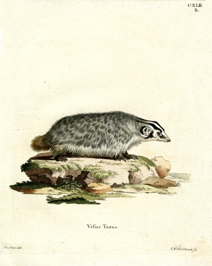 American Badger from German School, (19th century)