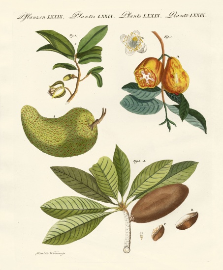 American fruits from German School, (19th century)