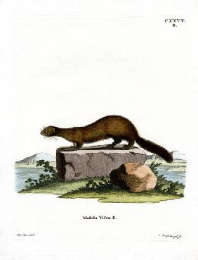 American Mink