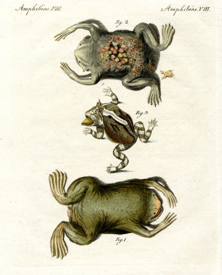 American toads from German School, (19th century)