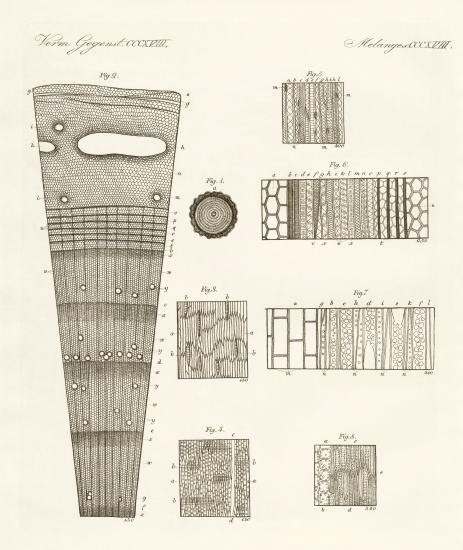 Anatomy of wood from German School, (19th century)