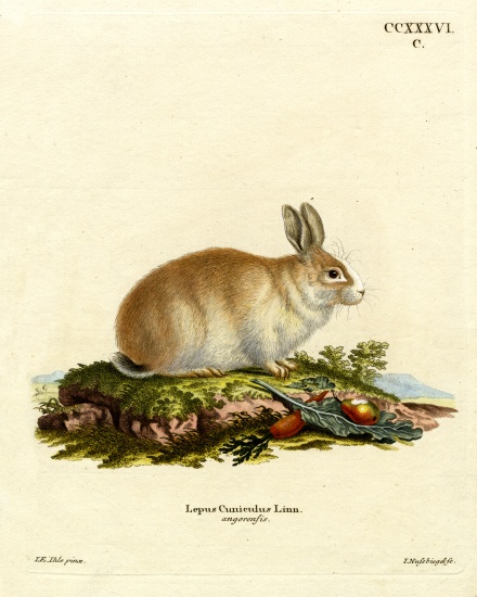 Angora Rabbit from German School, (19th century)