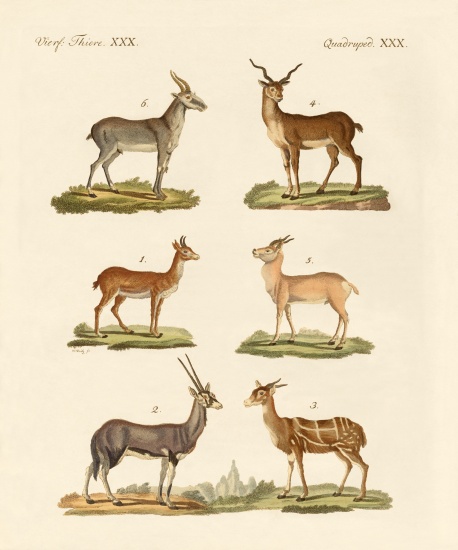 Antelopes and gazelles from German School, (19th century)