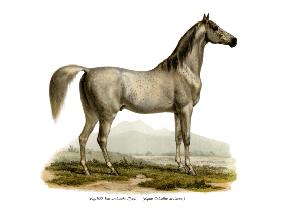 Arabian Horse