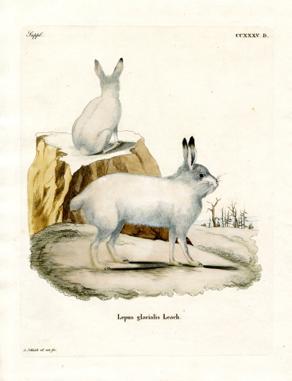 Arctic Hare from German School, (19th century)