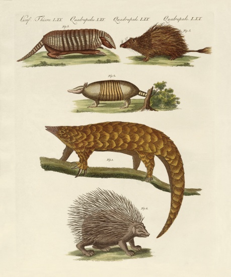 Armoured and prickly animals from German School, (19th century)