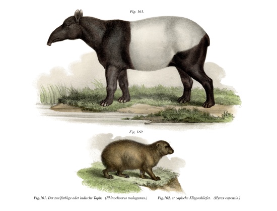 Asian Tapir from German School, (19th century)