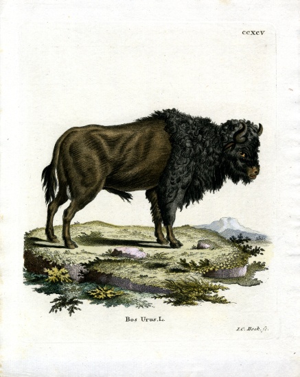 Aurochs from German School, (19th century)