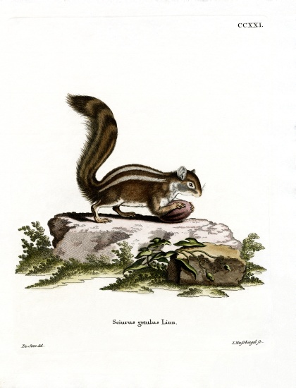 Barbary Ground Squirrel from German School, (19th century)