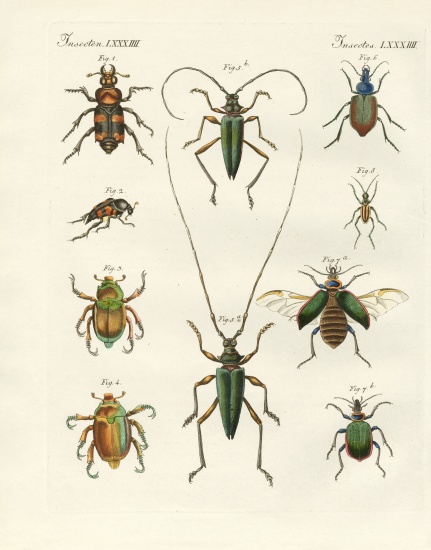 Beatiful beetles from German School, (19th century)