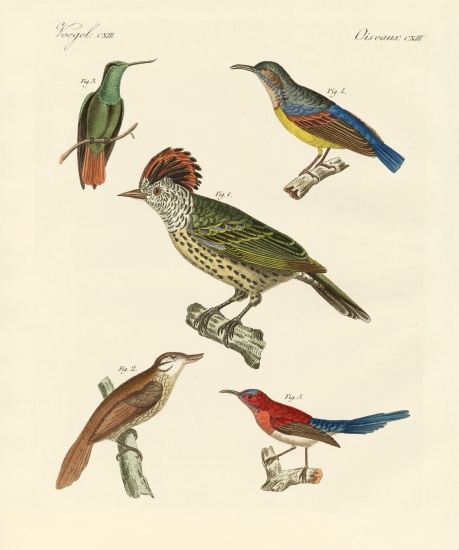 Beautiful and strange birds from German School, (19th century)