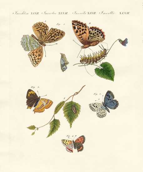 Beautiful German butterflies from German School, (19th century)