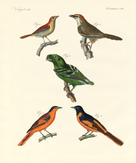 Beautiful und strange foreign birds from German School, (19th century)
