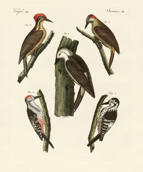 Beautiful woodpeckers from German School, (19th century)