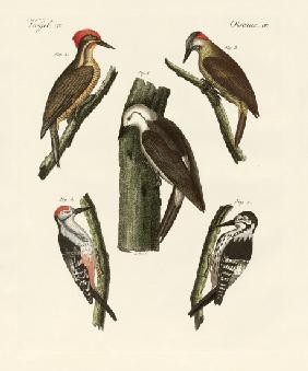 Beautiful woodpeckers