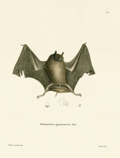 Big Naked-backed Bat from German School, (19th century)