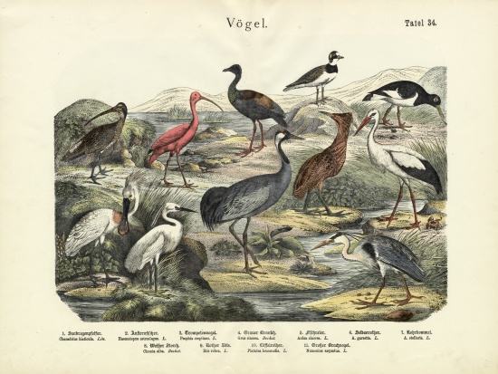 Birds, c.1860 from German School, (19th century)