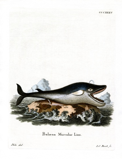 Blue Whale from German School, (19th century)