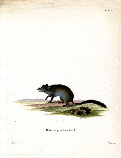 Brush-tailed Phascogale from German School, (19th century)