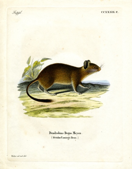 Brush-tailed Rat from German School, (19th century)