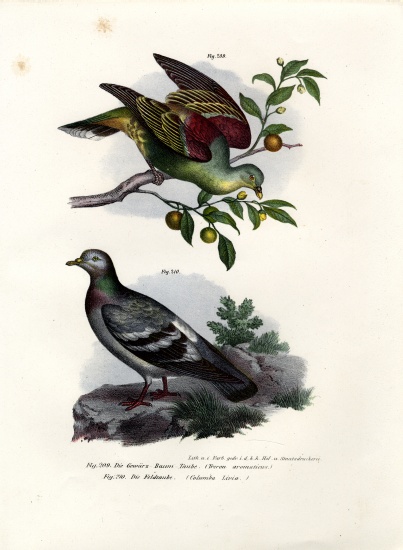 Buru Green Pigeon from German School, (19th century)