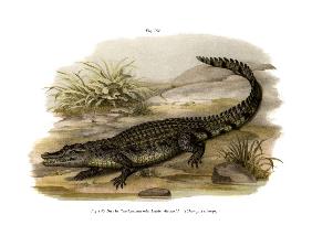 Caiman