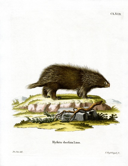 Canadian Porcupine from German School, (19th century)