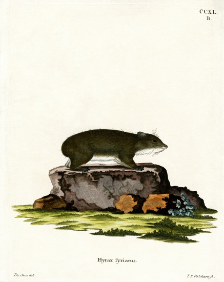 Cape Hyrax from German School, (19th century)