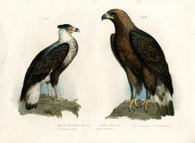 Caracara