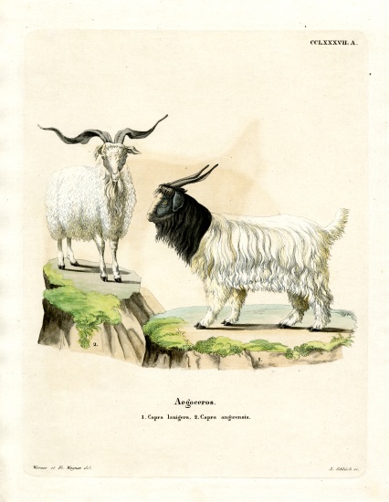 Cashmere Goat from German School, (19th century)