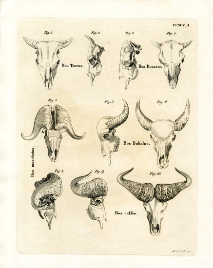 Cattle Skulls from German School, (19th century)