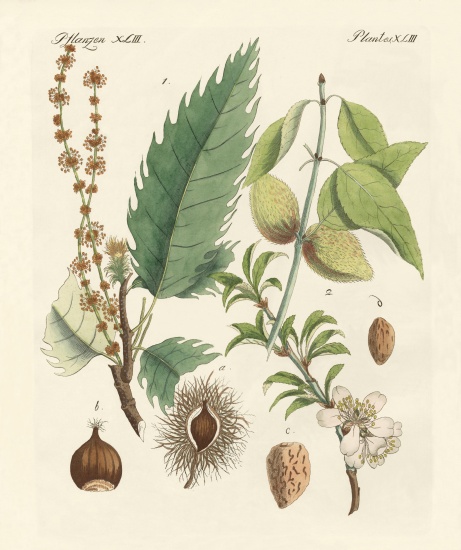 Chestnuts and almonds from German School, (19th century)