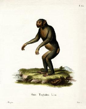 Chimpanzee