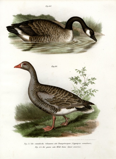 Chinese goose from German School, (19th century)